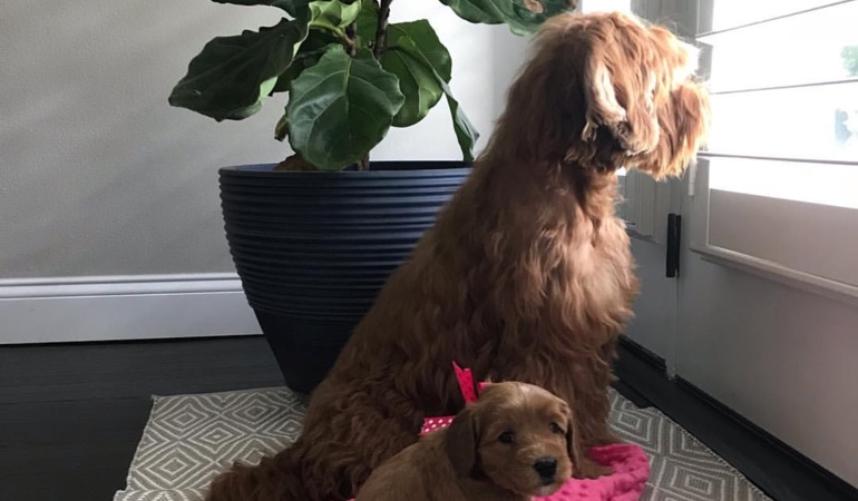 Your windows and doors should use window treatments that even your dogs can't harm. Dogs Looking Out Of Window Treatments